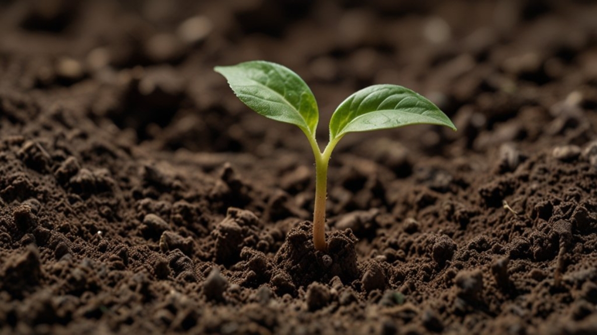 Convites_com_Papel_Semente_Sustentabilidade_no_Casamento_1